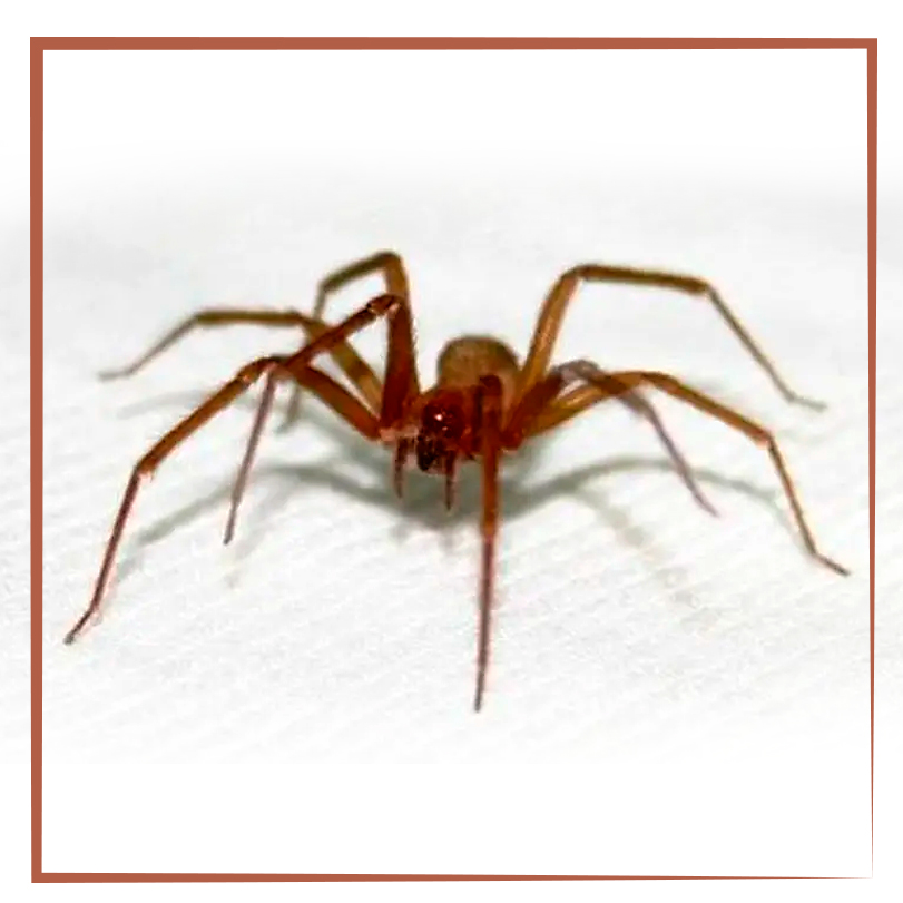 ARANHAS