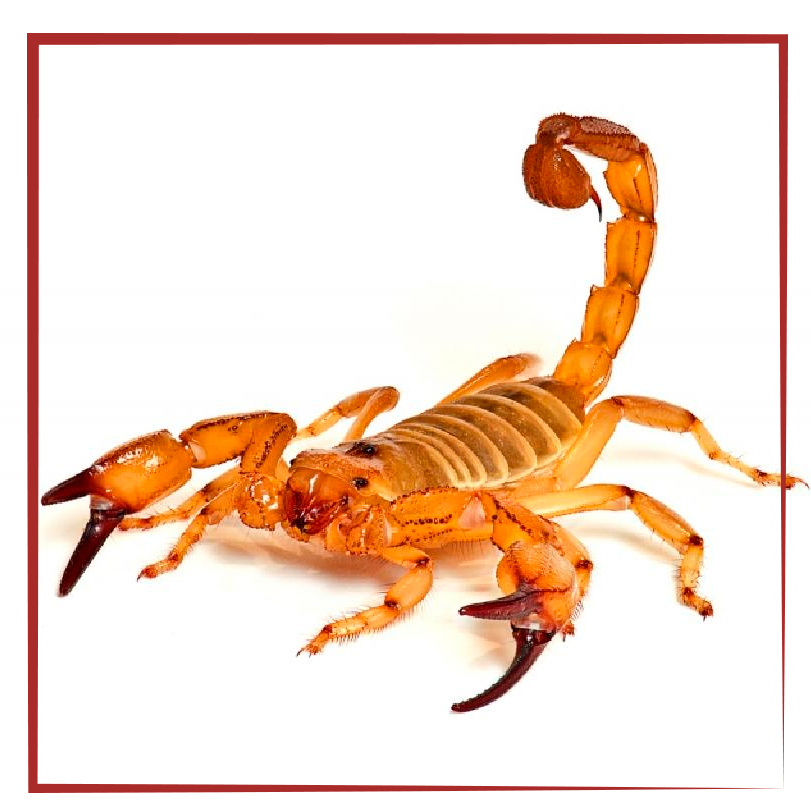 ESCORPIÕES
