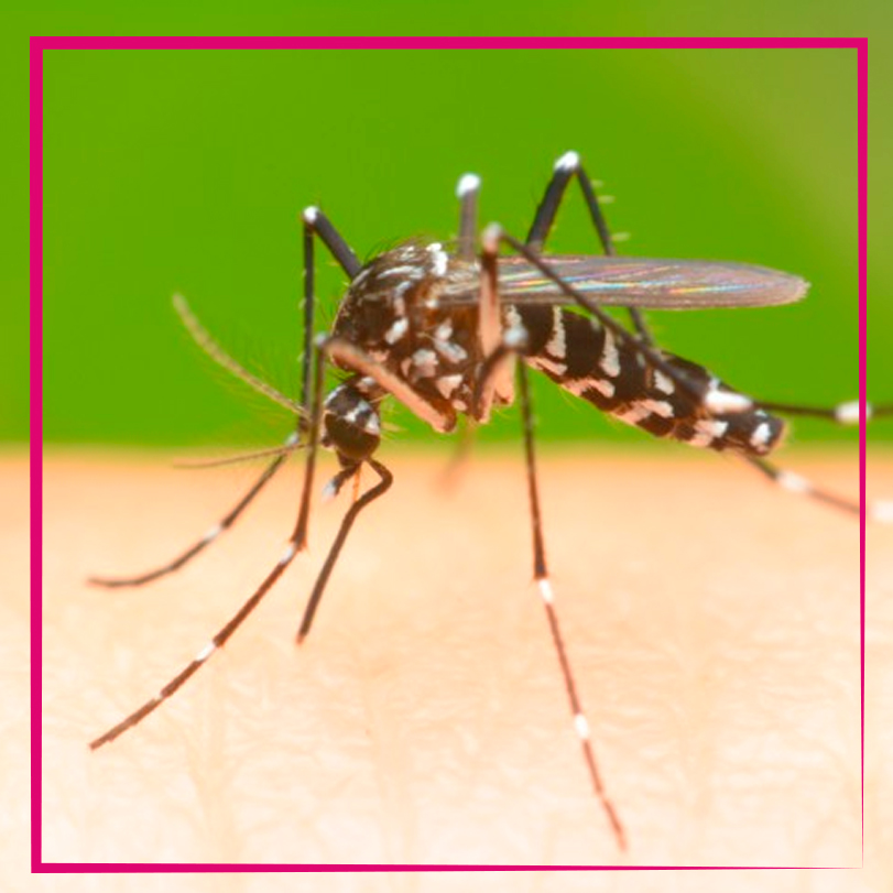 MOSQUITOS