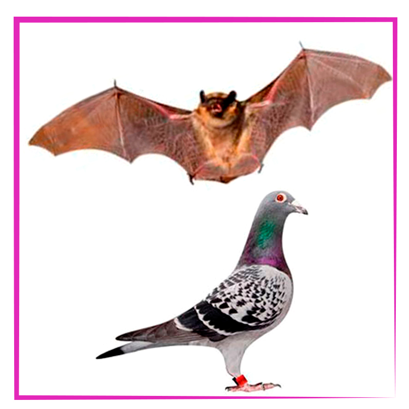 POMBO | MORCEGO